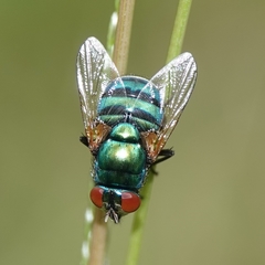 Neomyia lauta