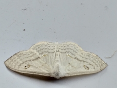 Problepsis aegretta