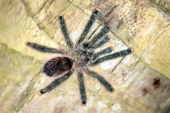 Avicularia juruensis