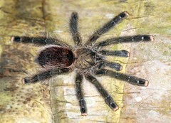 Avicularia juruensis