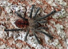 Avicularia juruensis