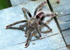 Avicularia juruensis