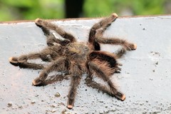 Avicularia juruensis