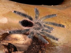 Avicularia juruensis
