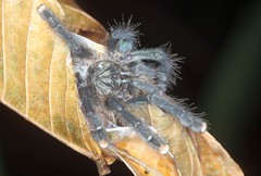 Avicularia juruensis