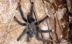 Avicularia