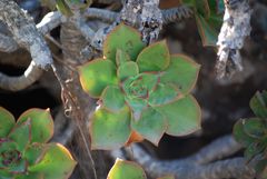 Aeonium lancerottense image