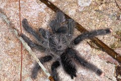 Avicularia