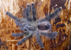 Avicularia juruensis