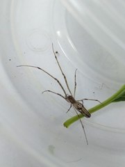 Tetragnathidae
