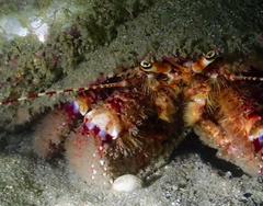 Diacanthurus spinulimanus