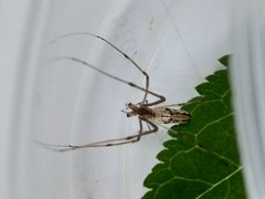 Tetragnathidae