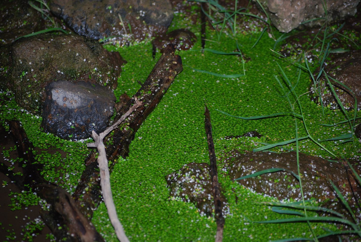 Lenteja de agua