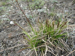 Carex ericetorum
