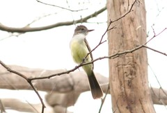 Myiarchus ferox