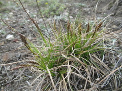 Carex ericetorum