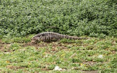 Salvator merianae