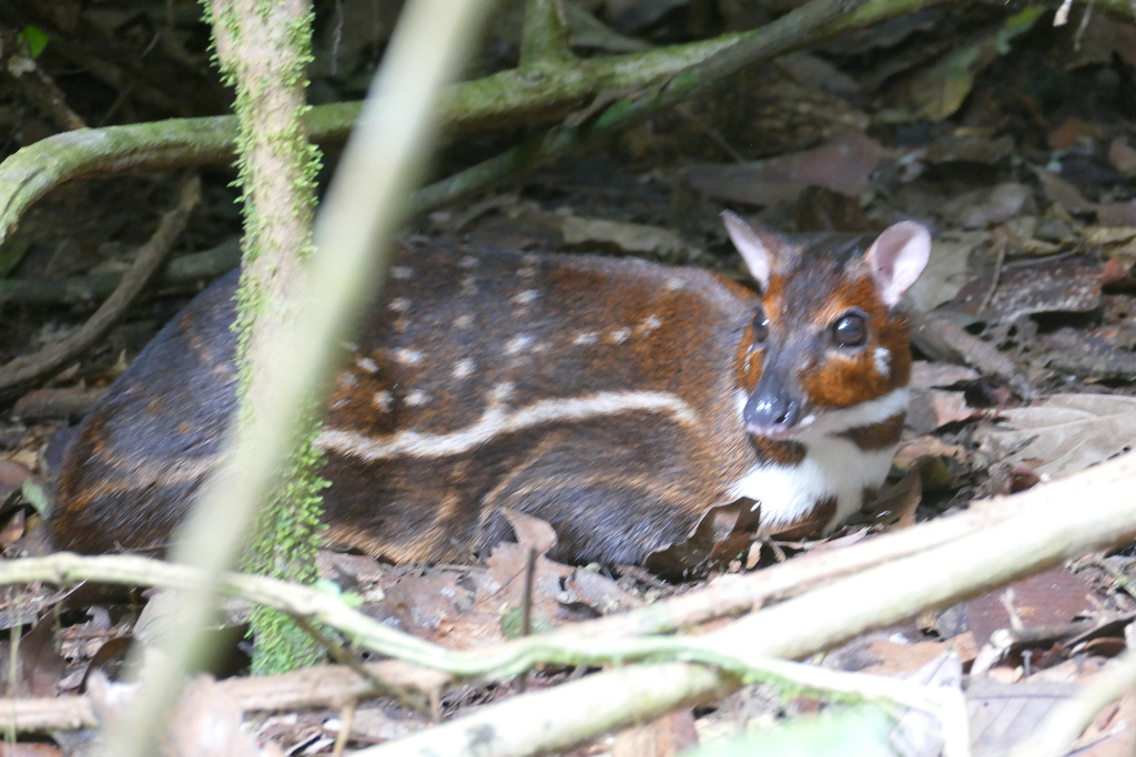 Water Chevrotain from Ubundu, Democratic Republic of the Congo on ...