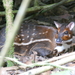 Water Chevrotain - Photo (c) David Fasbender, some rights reserved (CC BY-NC), uploaded by David Fasbender