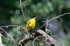 Rubigula melanicterus