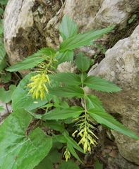 Paederota lutea