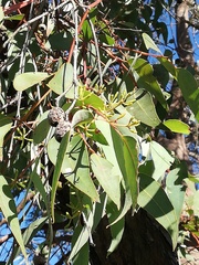 Eucalyptus marginata marginata