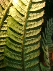 Dryopteris wallichiana