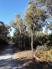 Eucalyptus marginata marginata