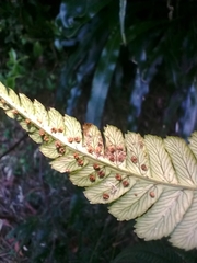Dryopteris wallichiana