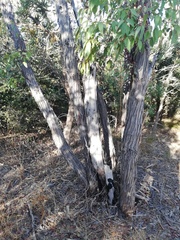 Eucalyptus marginata marginata