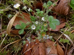 Potentilla carniolica