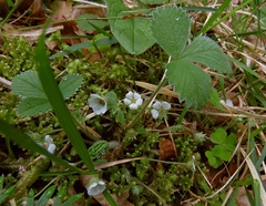 Potentilla carniolica