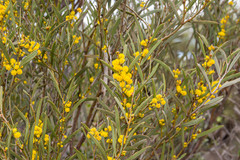 Acacia jennerae