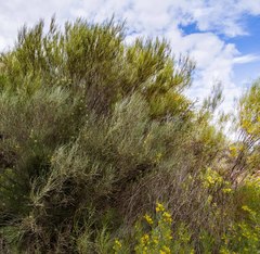 Acacia sibina
