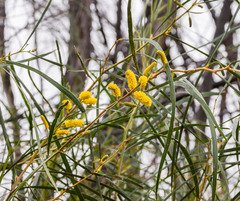 Acacia lasiocalyx