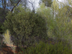 Acacia desertorum