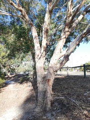 Eucalyptus rudis rudis