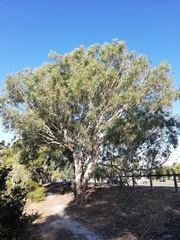 Eucalyptus rudis rudis