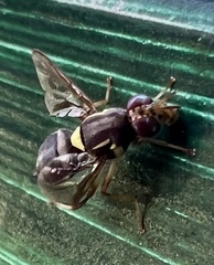 Bactrocera neohumeralis