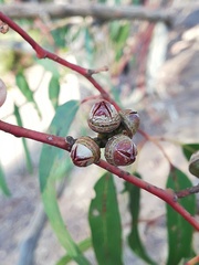 Eucalyptus rudis rudis