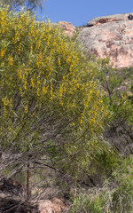 Acacia acuminata