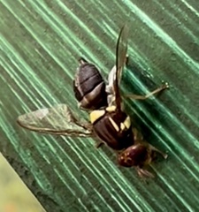 Bactrocera neohumeralis