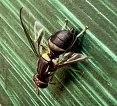 Bactrocera neohumeralis