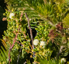 Acacia nigricans