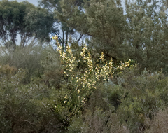 Acacia crassiuscula