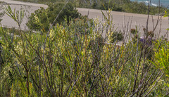 Acacia harveyi