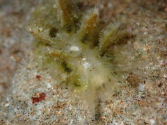 Polybranchia jensenae