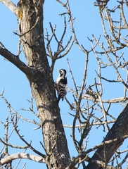 Dendrocopos leucotos