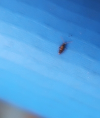 Entomobrya dorsalis
