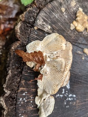 Daedaleopsis styracina